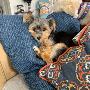 Meet your Posher, Adelynn